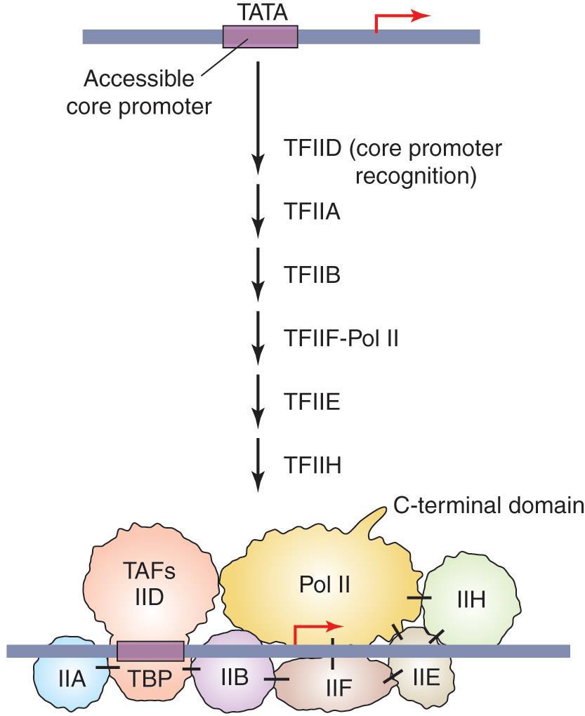 General transcription factors form the pre-initiation complex RNA polymerase II 는 transcription factor 와함께 core promoter 에서정확한전사의개시가일어나게끔하는데필요한 minimum transcription machinery 를구성한다.
