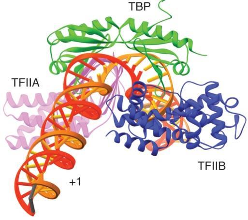 ( 그림 15.23) Figure 15.23 Figure 15.24 Figure 15.25 실험결과 TBP DNA complex 다음에 TFIIA나 TFIIB가결합하는것이밝혀짐그림 15.