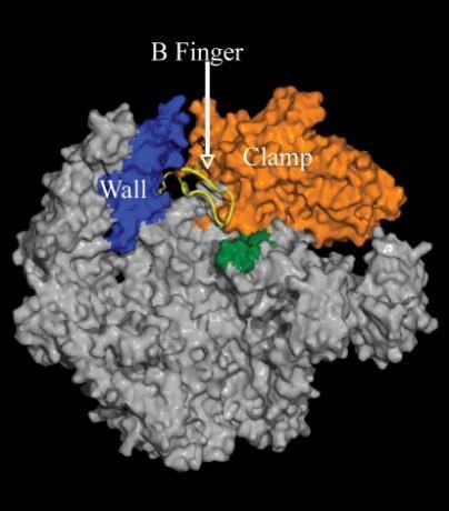 TFIIB는 TATA box의바로위쪽에존재하는 TFIIB recognition element (BRE) 에결합하는것이밝혀졌으며 TFIIB는 TATA box가 RNA polymerase II의 active site에서