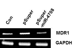 기위해 mir-4708 specific primer 를사용한 qrt-pcr 의결과 HOXC6 가과발현되는 FaDu 세포에서 mir-4708 이 microrna array 결과와유사하게의미있는감소를관찰하였다 (Fig. 1, p<0.01)).