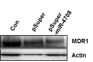 psuper-mir-4708와 MDR-1 의 3 -UTR wild type luciferase vector (pmir-mdr1 wt) 또는 MDR-1의 3 -UTR mutant luciferase vector (pmir-mdr1 mut) 를 FaDu 세포주에 co-transfection 하여 Luciferase assay