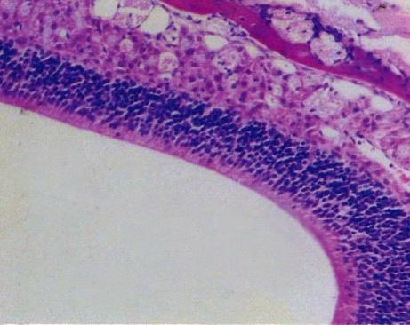 C Fig. 3. owman s glands are stained with purple (-PS stain 100). The control group. The 3 days group.