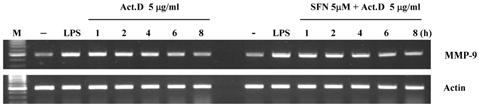 Conditional media were collected after 24 hr followed by gelatin zymography. 있었다 (Fig. 2A). Sulforaphane에의한 LPS 유도 MMP-9의 mrna 발현감소가 MMP-9 mrna 안정성조절에의하여야기되는지를확인하였다. Raw 264.