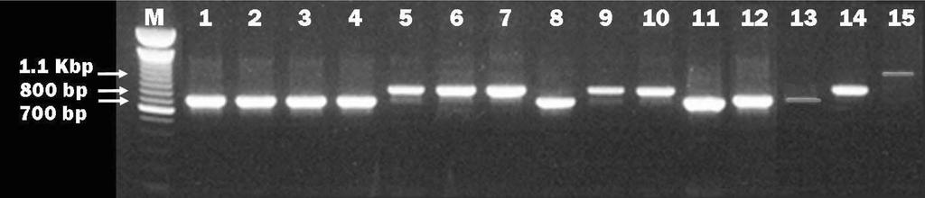 Vol. 42, No. 3 e ³ w 201 Table 2. Occurrence of streptococcosis related to the size and month of cultured flounder in Jeju island from 2003 to 2004 Month No.