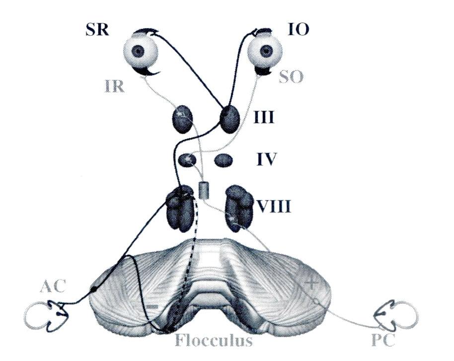 이형. 자발성및주시유발성안진 Figure 3. Schematic summary of semicircular canal excitation and corresponding eye movements.