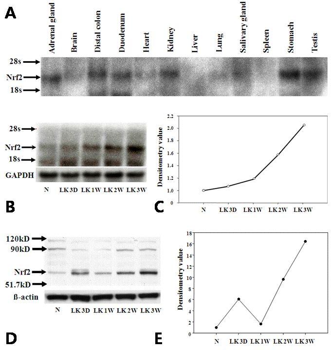 Fig. 1. Nrf2 mrna and protein expression. (A) Nrf2 mrna expression from various tissues of rat.