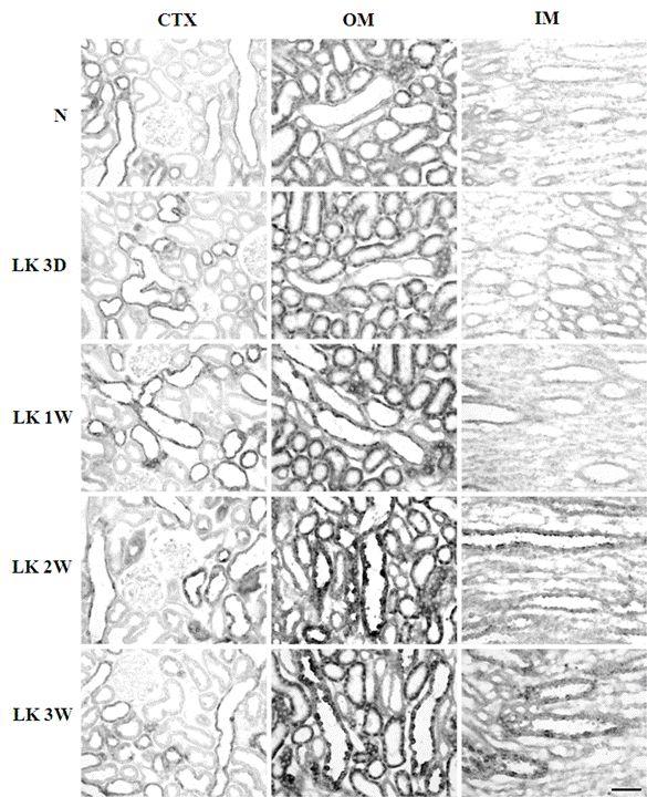 Jin Seob Lim and Kyu Youn Ahn: K-Depletion Upregulates Expression of Nrf2 in Rat Kidney Fig. 2.