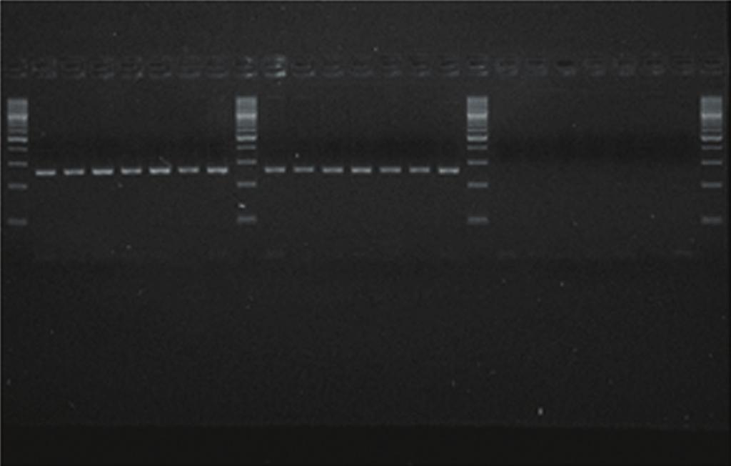 5. MyPCR TM & PCR Kit (2) 분자진단용소형 PCR 기기및 PCR Kit