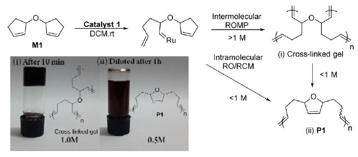 특집 탠덤 lefin Metathesis 고분자중합의최근연구동향 그림 21. Dicyclopentene 단분자를이용한 tandem R/RCM 고분자중합. 그림 23. MMP 반응의예시. 그림 22. 반응농도에따른가역적인겔레이션및고분자중합과정의변화.