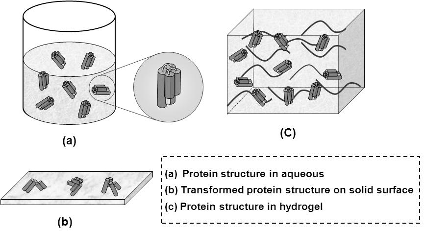 그림 5. Working mechanism of ph-sensitive PMAA hydrogel. 그림 6. Structure change of protein by surrounding environments. 복시기그룹은이온화되어음전하그룹 (COO - ) 을형성한다. 이러한작용기의이온화는결과적으로정전기적반발을유도하여수화젤을팽윤시키게된다.