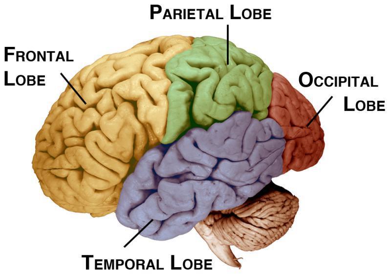Brain Cerebrum 대뇌 Cortex 피질 Frontal lobe 전두엽 운동중추, 언어중추 ( 말하기 ),