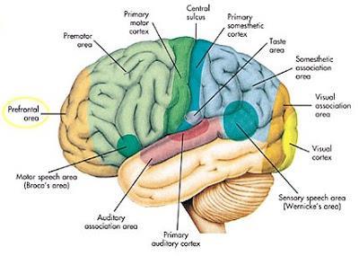 Temporal lobe 측두엽 청각중추 ( 외측 ), 감정, 기억 / 학습 ( 내측 ) Basal ganglia 기저핵