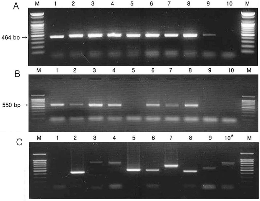 Mycoplasma 검출을 위한 PCR 기법 Vol. 41, No. 4 반응의 특이성을 조사하였다. 271 및 음성대조군에 대해 PCR을 실시한 결과, 음성대조 군을 제외한 모든 mycoplasma에 대하여 464 bp의 특이 band가 관찰되었다(Fig. 1).