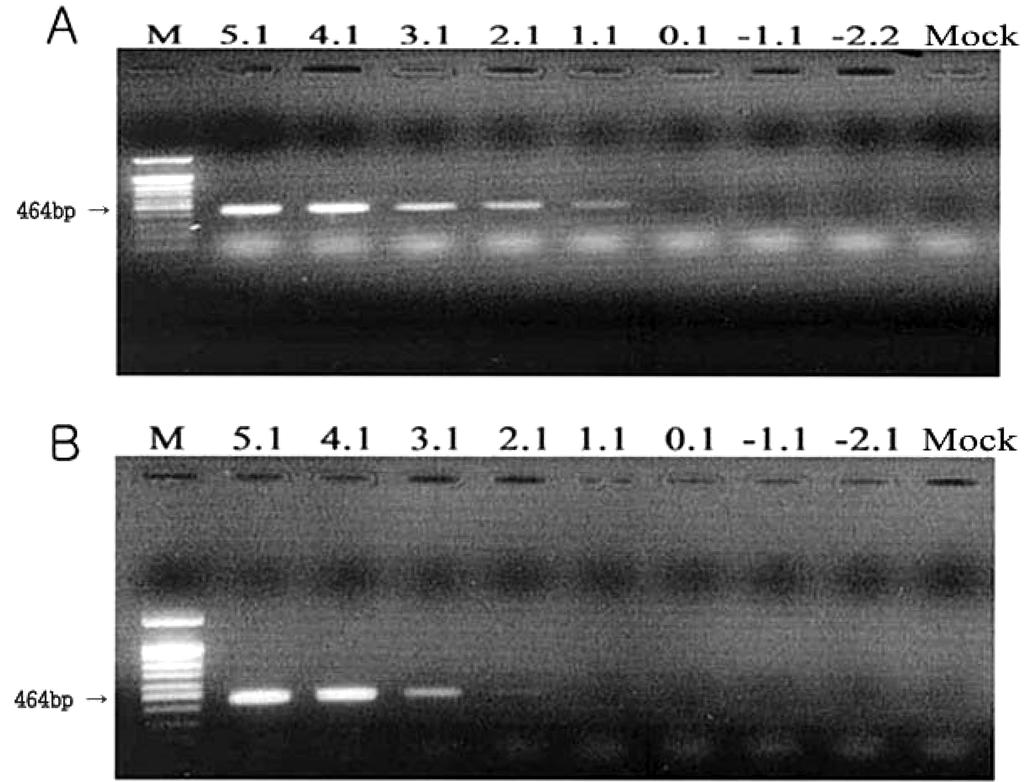 laidlawii의 배양액을 각각의 백신에 접종하여 10진 희석한 후 20시간 배양한 결과, 배양균의 최종농도는 10 (1.3 10 )cfu/ml 로 확인되었고, PCR 기법의 검출한계는 돼지 전염성 위장염 및 로타 바이러스생 혼합 건조백신의 경우 10 (1.3 10 )cfu/ml, 개 파보바이러스 생 건조백신의 경우 10 (1.