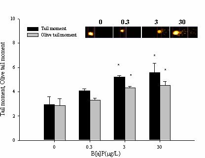 Fig.6. DNA damage in D.magna for 24hr. Tail moment and Olive tail moment were measured by comet assay (n=3, mean ±SEM p < 0.05). 수중급성독성의대표적인지표종인 C. magana에서는 C. riparius, C.