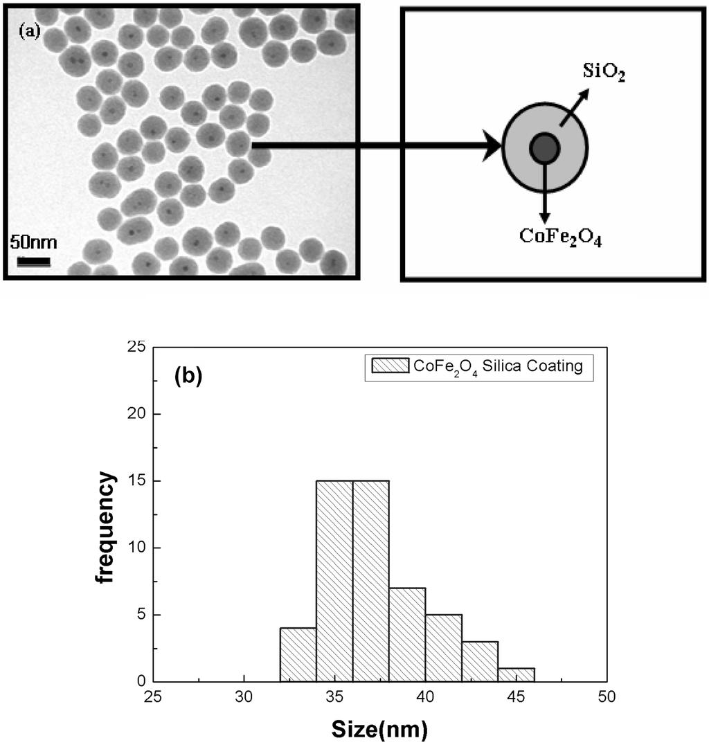 7 ½ Á Á Áv yá Fig. 7. (a) TEM images of silica coated CoFe O nanoparticles. (b) Size histogram graph of silica coated CoFe O nanoparticles.