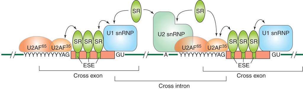 Splice site recognition by the splicing machinery 정확한 5 -(GU) 와 3 -(AG) 를인식하기위해서는 exonic splicing enhancer 와그곳에결합하는 SR protein 이필요하다. 그림 ; SR 이 ESE 에결합하고 U1 snrnp 를 5 -splice site 로불러드린다.