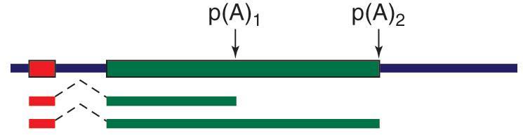 (a) (b) (c) Alternative poly(a) site selection 많은 transcription unit 는두개혹은그이상의 alternative polyadenylation site 를갖고있으며 3 가지형태로되어있다. (a) terminal exon 내에 multiple poly(a) site 를갖고있는경우.