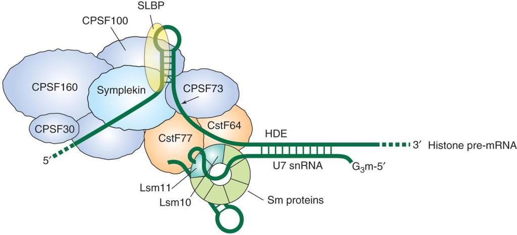 Processing mechanism of histone pre-mrna Histone 은 poly(a) tail 이없으며 cleavage recognition signal 이다른 pre-mrna 와완전히다르다.