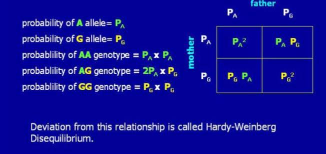 Hardy-Weinberg In a stable population with random mating, allele freq