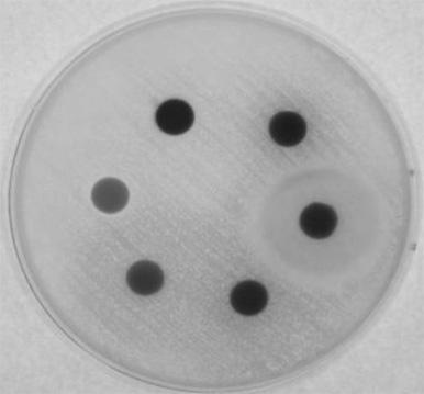 Bacteria by Disc Diffusion Assay Tested strain SIP-63 SIP-12 Zone of inhibition a (mm) Streptococcus