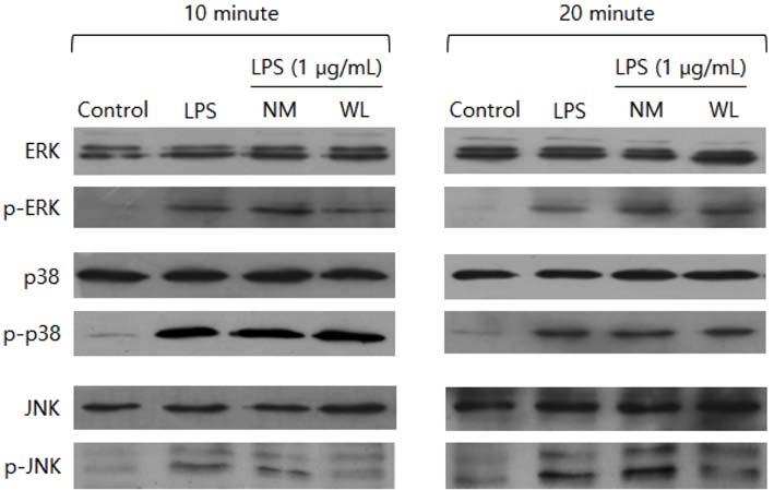 240 김정화 조미나 한주환 표승현 김태수 김은희 이재권 Fig. 7 Effects of NM and WL on MAP kinases signaling pathways of RAW 264.7 cells. Cells were pretreated with same condition with Fig.