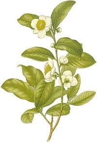 Camellia sinensis 과명 : 차나무과 카페인, 탄닌 ( 카테킨 ), 비타민 C, 유리아미노산 항암효과,