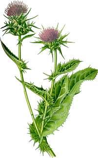 염증과세균감염예방 밀크티슬 (Milk thistle) ( 큰엉겅퀴 ) 학명 : Silybum marianum 과명 :