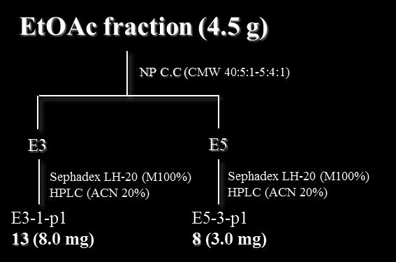 3.3. 섬괴불나무 EtOAc 분획으로부터화합물의분리섬괴불나무뿌리의 EtOAc분획을 NP C.C. (CHCl 3 : MeOH : H 2O = 50:5:1 10:5:1) 로진행하여 11개의분획 (E1 ~ E11) 으로나누고소분획 E3 (350 mg), E5 (164 mg) 에서각각화합물 8, 13를얻었다 (Scheme 2). Scheme 2.