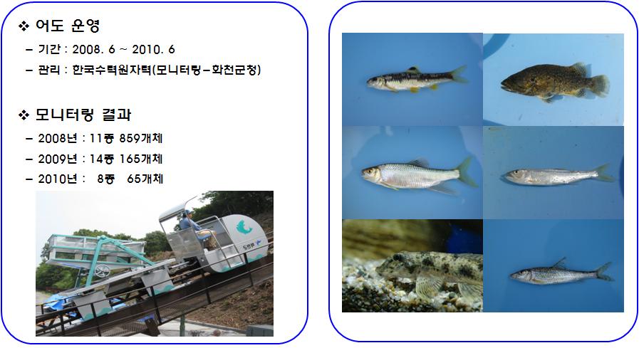어도 (Fishway) 및보 (Weir) 생태학 심포지엄 Fig. 2. Fishway use of Hwacheon Reservoir. Fig. 3.