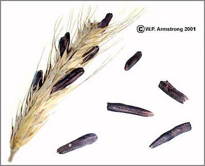 맥각중독 맥각 alkaloids 의종류 Claviceps purpurea 균핵 (sclerotium) 을맥각 (ergot) 이라함 호밀, 라이맥, 보리.