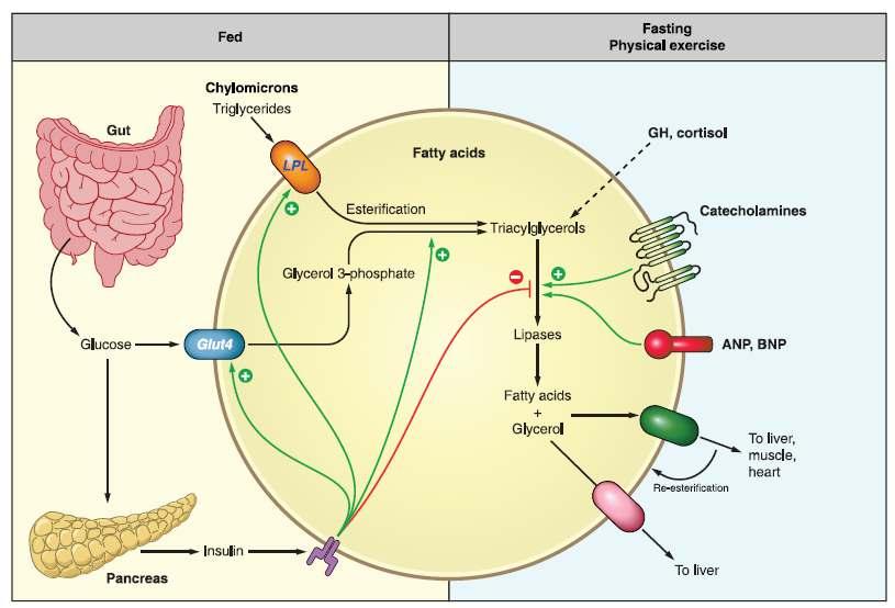 Metabolic pathways of adipose tissue fat, storage and
