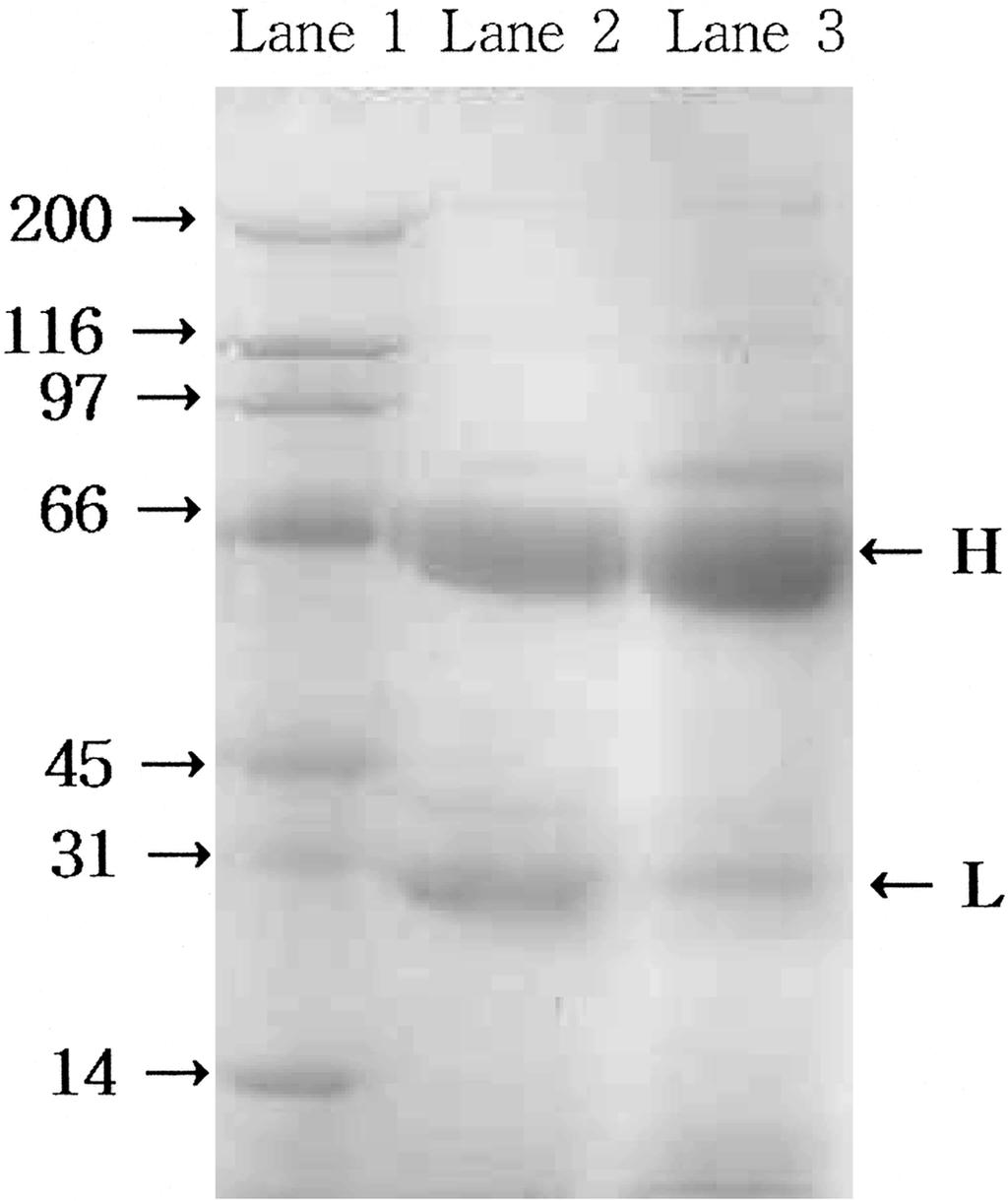 64 8PO#P4IJNFUBM Fig. 3. Anti-LPS IgY titratin f LPS immunized hen (IgY was diluted as 1,000 ). Fig. 2. SDS-PAGE patterns f purified IgY frm egg ylk.