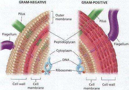 Protocol - Treatment of different bacteria Gram-negative Bacteria Cleavage : Collect 1.0~5.