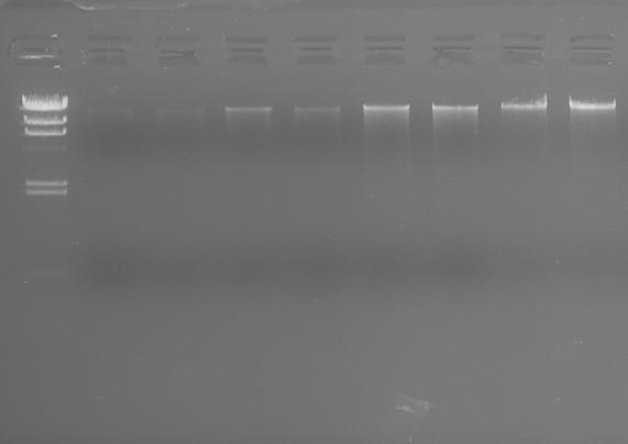 Experimental Example - trace blood gdna extraction results gdna electrophoresis results: fresh whole blood gdna gdna electrophoresis results: frozen porcine whole blood gdna 1 2 3 M M 1 2 3 4 M :