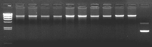 Experimental Example - Use Buffer HS I deal with the results of simple DNA extraction plant Purpose :Evaluated using Buffer HS I deal with DNA extraction plants.
