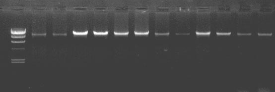 Experimental Example Use Buffer HS II processing complex composition of plant DNA Purpose :Evaluation of treatment using Buffer HS II DNA extraction plants.