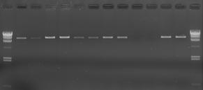 Long fragment PCR amplification check of RNA extracted by different produces Purpose : Long fragment PCR amplification check of mouse heart RNA extracted by different produces and RNAiso Plus.