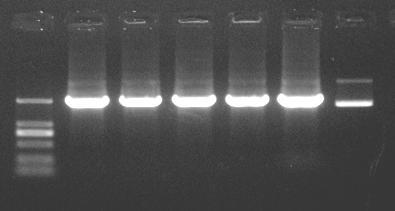 2kb PCR product 886 ng/μl 6 μl Primer 1:20nt 100pmol 2 μl Reaction sample:8 μl Total volume:24μl Electrophoretic loading :3μl 2kb PCR procuct 886 ng/μl 6 μl Primer 2:65nt 20pmol 5 μl Reaction