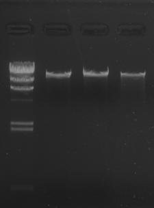 The size range of the purified DNA [Purpose] To compare the size range of the purified DNA between TaKaRa MiniBEST Agarose Gel DNA Extraction Kit Ver.4.