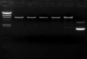M1 TAE-2k TBE-2k Control M2 M3 TAE-6k TBE-6k Control M2 [Material] 2kbp and 6kbp of DNA fragment, the starting amount is 2 μg.