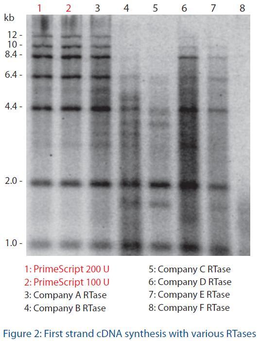 특징 -2. High specificity Methods - Template: RNA ladder (11, 2, 4.4, 6.4, 8.