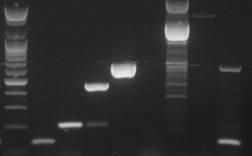 5 mm Concentration 250 U (5 U/μl) Description HotStart Taq DNA polymerase 는상온에서는활성이없다가 95 에서활성을가지게함으로써특이성이높은 PCR 산물을만들어낼수있도록개발되었습니다.