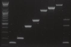High sensitivity: 불필요한반응이감소됨으로써소량의 template 양으로도 PCR 수행이가능합니다. Easy Handling: 상온에서 polymerase 가활성을띄지않으므로 PCR 반응물을섞을때비특이적 Priming 을방지할수있습니다.