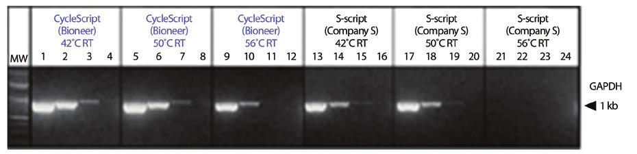 with O-script from Company Q Lane M.W.: 100 bp Plus DNA Ladder (Bioneer, D-1035) Figure 2. Comparison of GAPDH gene amplification with different reverse transcriptases.