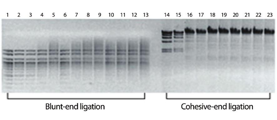 5), 50 mm KCI, 1 mm EDTA, 10 mm 2-mercaptoethanol Description 유전자재조합실험에주로사용되는본제품은 DNA 사이의결합에사용됩니다.
