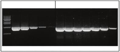 Taq DNA Polymerase Experimental Data (A) (B) M 1 2 3 4 5 1 2 3 4 5 6 7 Figure 1.