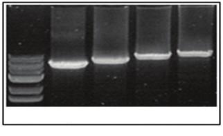 Each template DNA was serially diluted by tenfolds, with different ranges.
