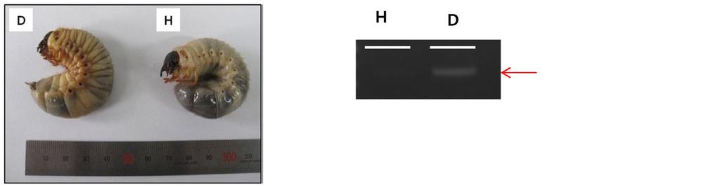 944 생명과학회지 2015, Vol. 25. No. 8 A B C D E Fig. 1. (A) Visual comparison of both a virus-infected larva (left) and a healthy larva (right).
