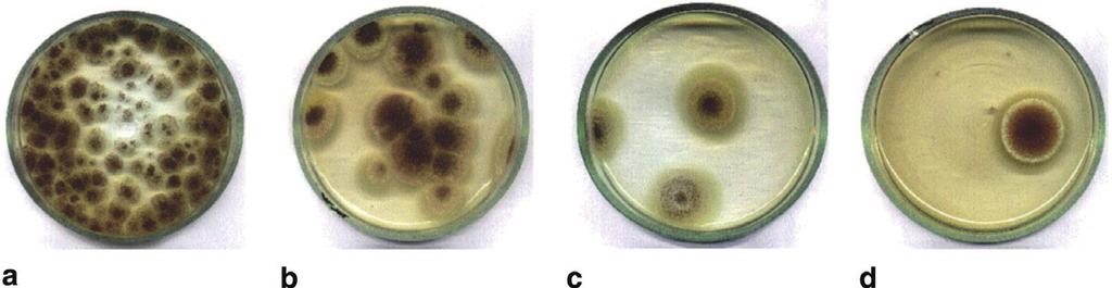 4 Photos of glass Petri dishes containing colonies of A.